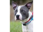 Adopt Jerome a Pit Bull Terrier