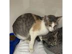 Dr. Lisa Domestic Shorthair Adult Female