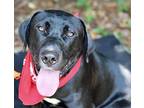 Tye Labrador Retriever Young Male