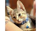 Mr. Cuddles Domestic Shorthair Kitten Male