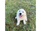 Golden Retriever Puppy for sale in Pensacola, FL, USA