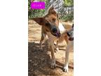 Adopt Dink a Jack Russell Terrier, Cattle Dog