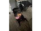 Adopt Kane (Tripod) a Rottweiler