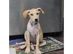 Adopt Baxter JW a Labrador Retriever