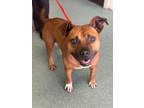 Adopt Hank a American Staffordshire Terrier, Boxer