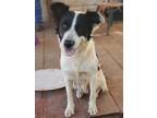 Adopt Teddy a Border Collie