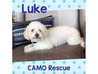 Adopt Luke (Dallas) a Poodle