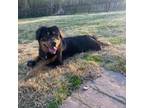 Adopt Rocky A Rottweiler, Mixed Breed