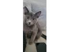 Adopt Joker a Domestic Short Hair, Russian Blue