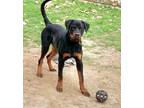 Adopt OTTO a Rottweiler