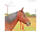  [url removed] AQHA BAY QUARTER HORSE