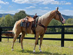  [url removed] REG TWH PALOMINO GELDING