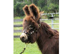 Registered Mini WOOLY Donkey Auction - Oct 7th