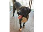 Adopt Peter a American Staffordshire Terrier