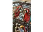 Adopt Abby & Ricky a Macaw