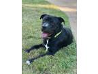 Adopt Meatball a Patterdale Terrier / Fell Terrier, Labrador Retriever