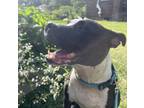Adopt Tommy -- Courtesy Post A Pit Bull Terrier, American Staffordshire Terrier