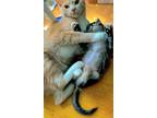 Adopt Zumba Zimba Kitty with Leroy Cartwright!! a American Shorthair