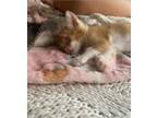 Adopt Zollie Black, the orange kitty!! a American Shorthair