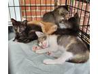 Adopt Kind Kittens! Orange, tabby, tortie, blackie!! a Dilute Calico