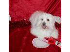 Maltese Puppy for sale in Greensburg, KY, USA