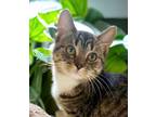 Adopt Jonesy a Domestic Short Hair