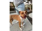 Adopt Travis a Pit Bull Terrier, Mixed Breed
