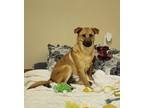 Adopt Thunderbolt a Jack Russell Terrier, Carolina Dog