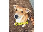 Adopt Chayce a Australian Cattle Dog / Blue Heeler