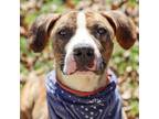 Adopt Bruce 2 a Tennessee Treeing Brindle, American Staffordshire Terrier