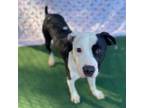Adopt Major a American Staffordshire Terrier