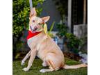 Adopt Mr. George a Canaan Dog, Ibizan Hound