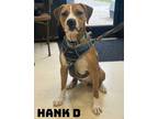 Adopt Hank D a Boxer, Hound