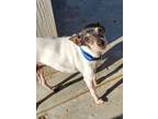 Adopt Cupid in CA a Toy Fox Terrier