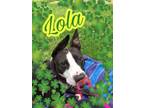 Adopt Lola A Pit Bull Terrier