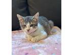 Minnie Bay Domestic Longhair Kitten Female