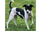 Maeve Rat Terrier Young Female