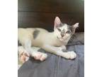 Dottie Domestic Shorthair Kitten Female