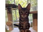 Carmy Berzatto-HW Domestic Shorthair Kitten Male