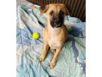 Lady Mixed Breed (Large) Puppy Female