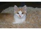 Jane Domestic Shorthair Kitten Female