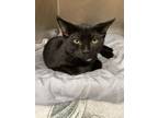 Pepper Jack Domestic Shorthair Kitten Male