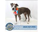 Randall American Staffordshire Terrier Adult Male