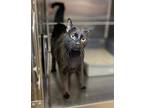 Current - Working Cat Domestic Shorthair Young Female
