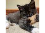 Emily Domestic Longhair Kitten Female