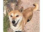 Darla Shiba Inu Adult Female