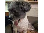 Adopt Macie Mae Turner a Shih Tzu