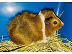 Adopt Piggy #4 a Guinea Pig