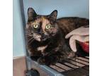 Adopt Tanoo a Domestic Short Hair