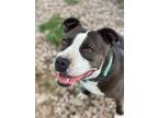 Adopt BABY a American Staffordshire Terrier, Mixed Breed